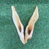 Plain Goat Ears