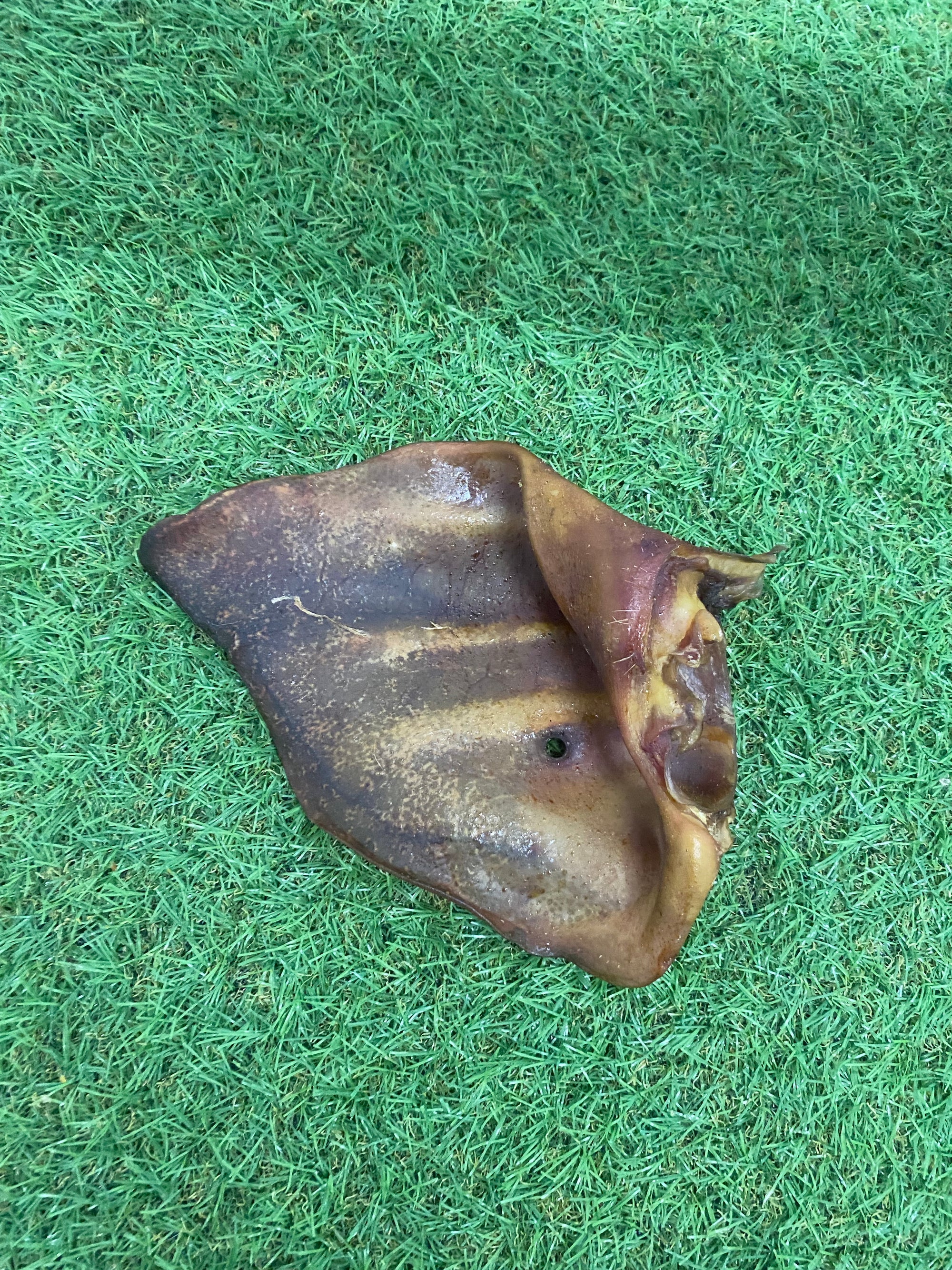 Sow Ears ‘Extra Large Pig Ears’