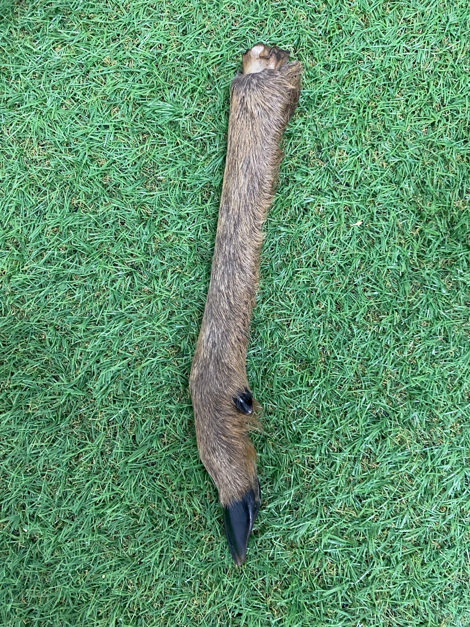 Anco Hairy Roe Deer Leg