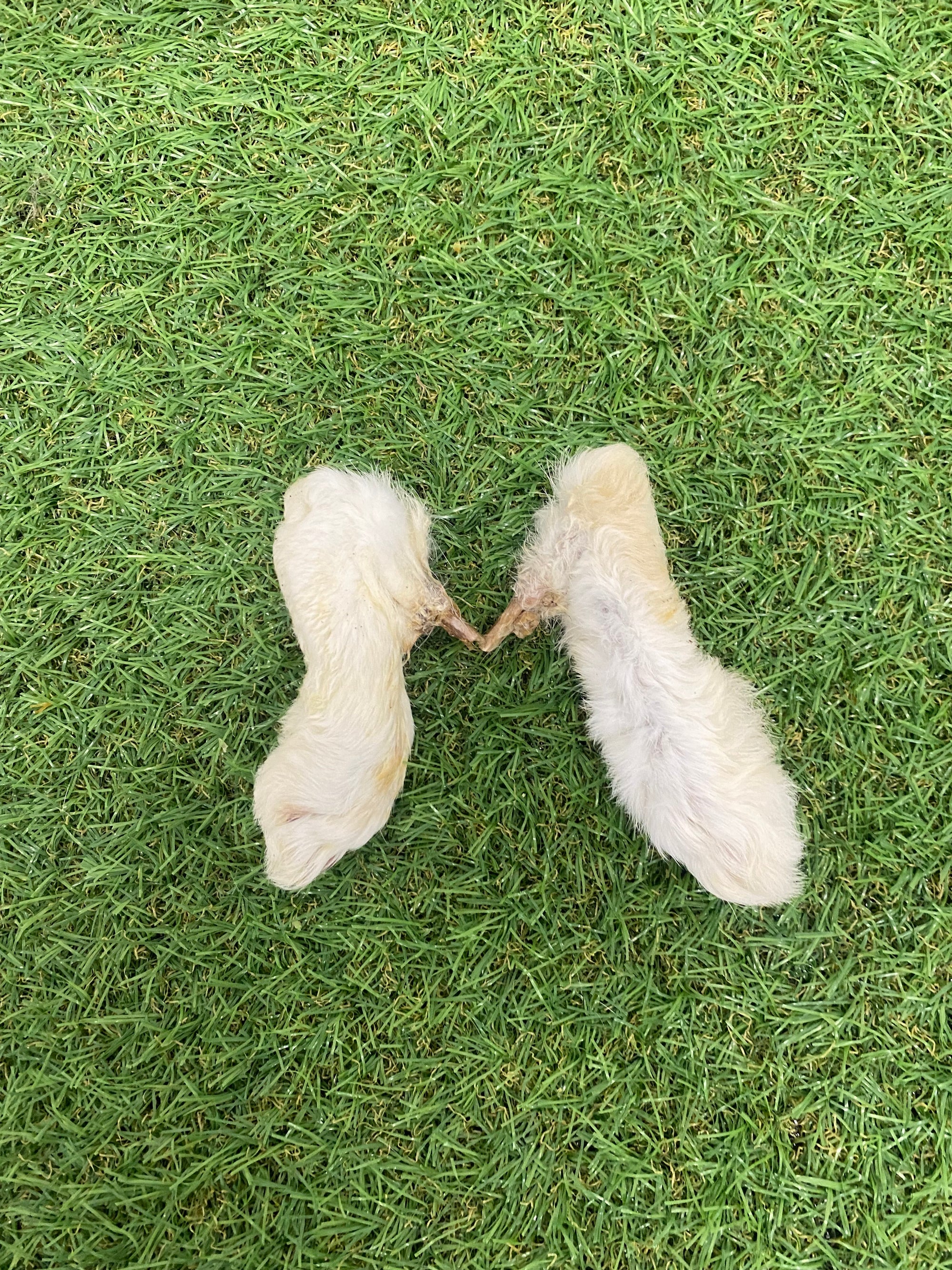 Hairy Rabbit Feet