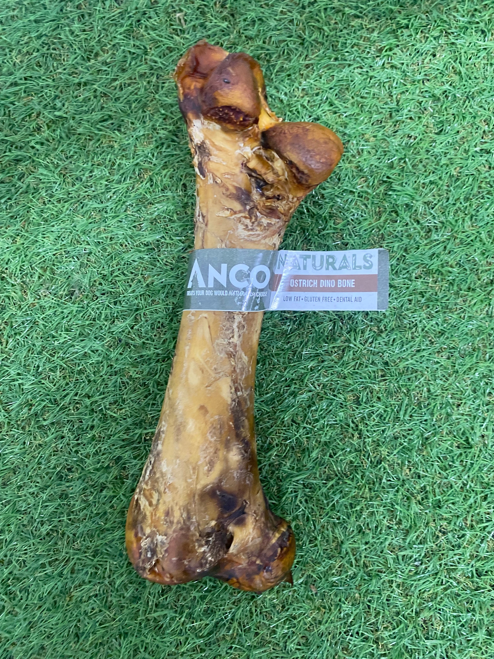 Ostrich Dino Bone